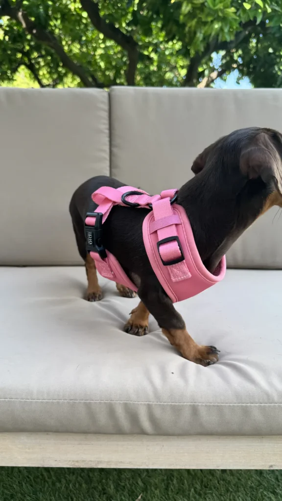Teckel negro y fuego de perfil sobre un sofá con el arnés ajustable París rosa, con la hebilla lateral a la vista