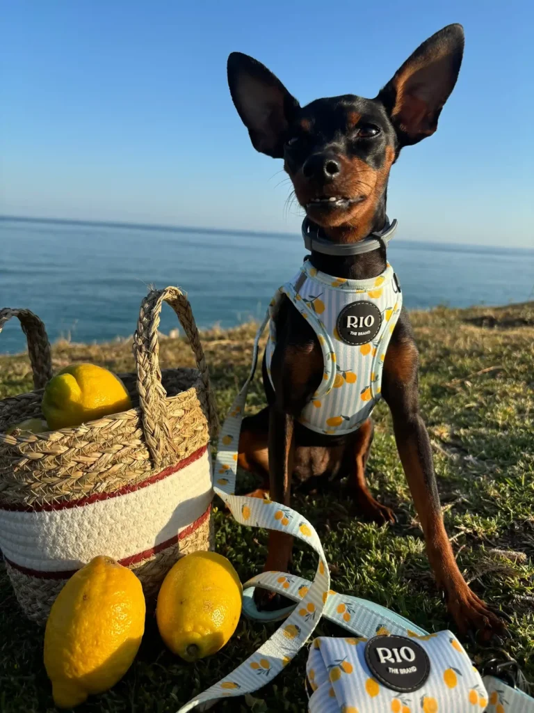 Pinscher miniatura negro y fuego sentado en el césped junto al mar con el arnés body Amalfi Lemon, la correa y el portabolsas