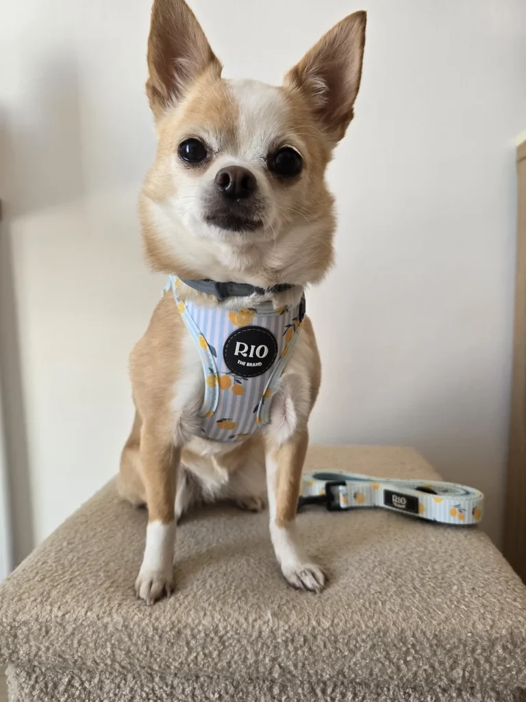Chihuahua de pelo corto color crema con arnés Amalfi Lemon de limones y correa a juego