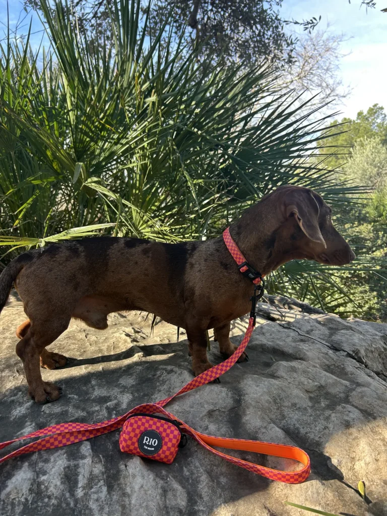 Teckel de pelo corto marrón de perfil sobre una roca, con collar rojo y la correa y el portabolsas de cuadros rojos