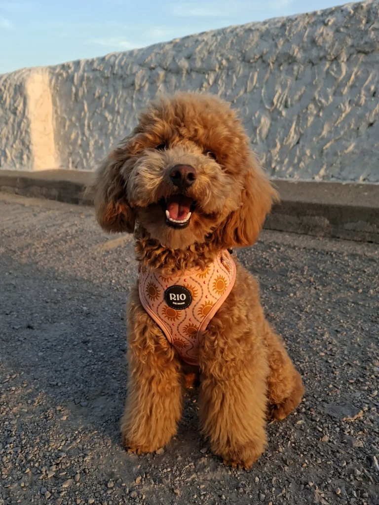 Perro pequeño de pelo rizado color albaricoque con arnés Ibiza de soles sentado en un paseo junto a un muro