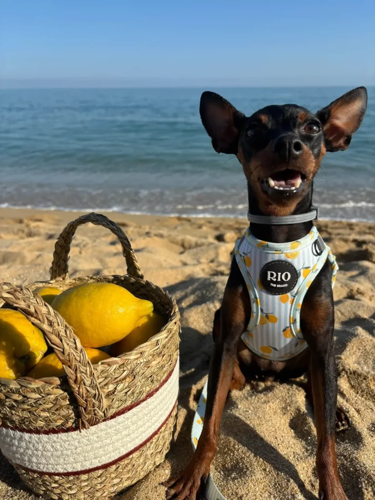 Pinscher miniatura negro y fuego con el arnés body Amalfi Lemon en la playa, junto a una cesta de limones