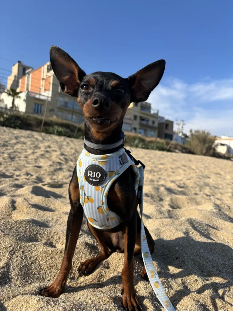 Pinscher miniatura negro y fuego sentado en la arena de la playa con arnés Amalfi Lemon de limones