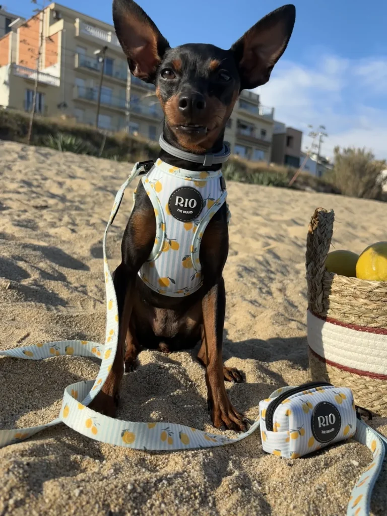 Pinscher miniatura negro y fuego sentado en la arena de la playa con el arnés Amalfi Lemon, la correa y el portabolsas