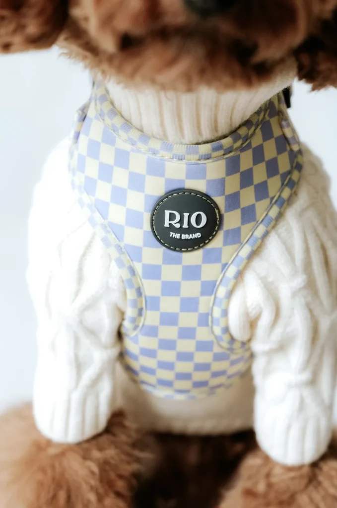 Caniche rojo con jersey blanco de punto y el arnés Tokio Cuadros en lila y amarillo por encima