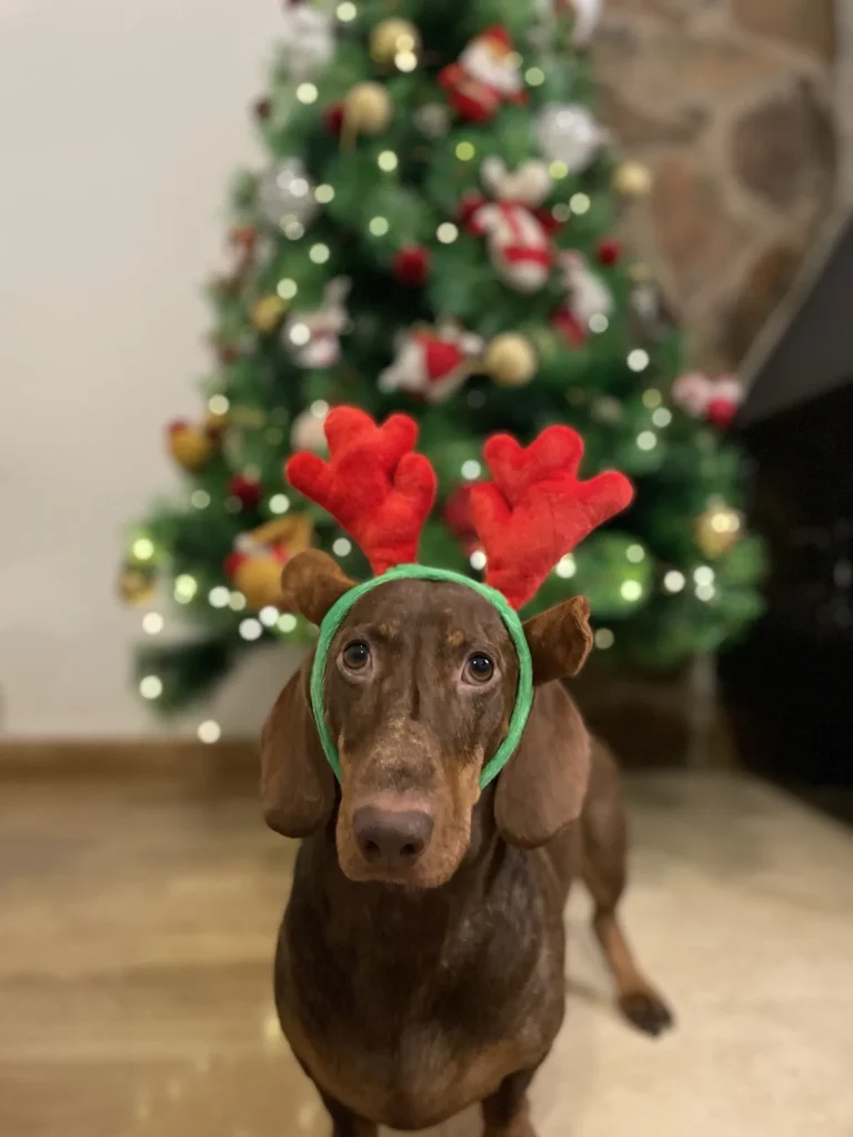 Río, teckel de pelo corto marrón, con una diadema de cuernos de reno delante de un árbol de Navidad