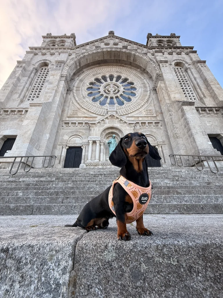 Teckel negro y fuego sentado en un muro frente a una basílica de piedra con el arnés Ibiza de soles color melocotón