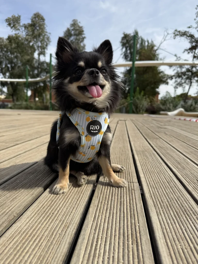 Chihuahua de pelo largo negro y fuego sentada en un suelo de tablas con el arnés Amalfi Lemon de limones